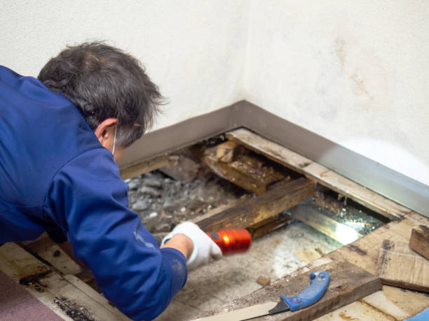 Best Local Mold Removal Service  in Maize, KS