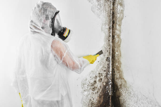 Best Emergency Mold Removal  in Maize, KS