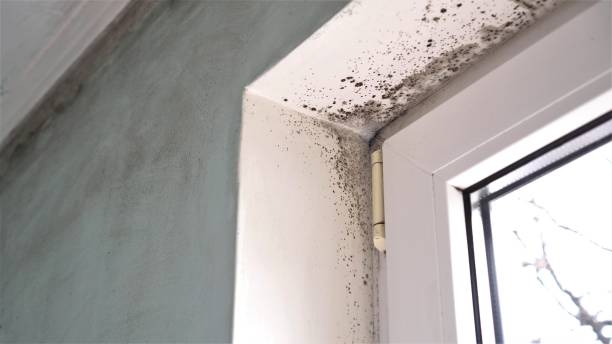 Best Mold Cleaning Services  in Maize, KS