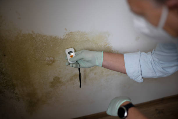 Best Residential Mold Removal  in Maize, KS