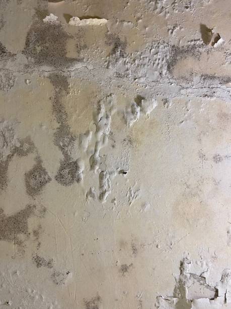 Best Professional Mold Removal  in Maize, KS