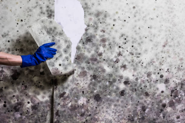 Best Best Mold Removal Companies  in Maize, KS