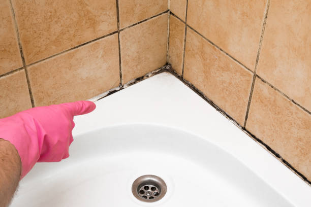 Best Certified Mold Removal  in Maize, KS